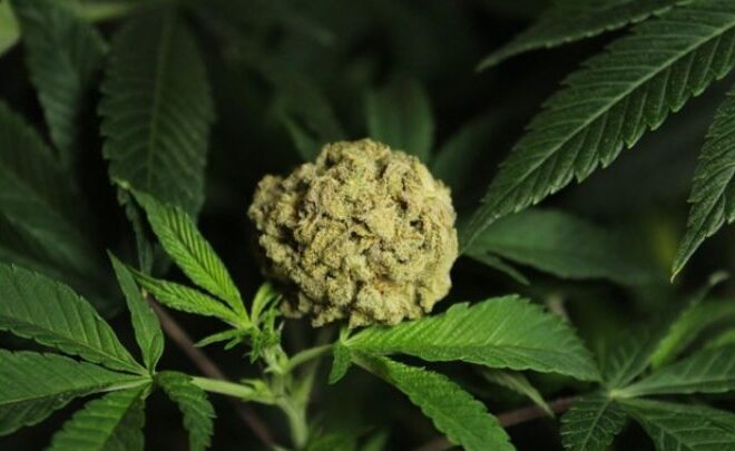 Everything you Need to Know About CBD Flower as a Beginner