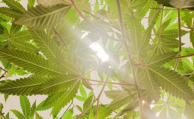 A Guide for Safe THCa Hemp Flower Use