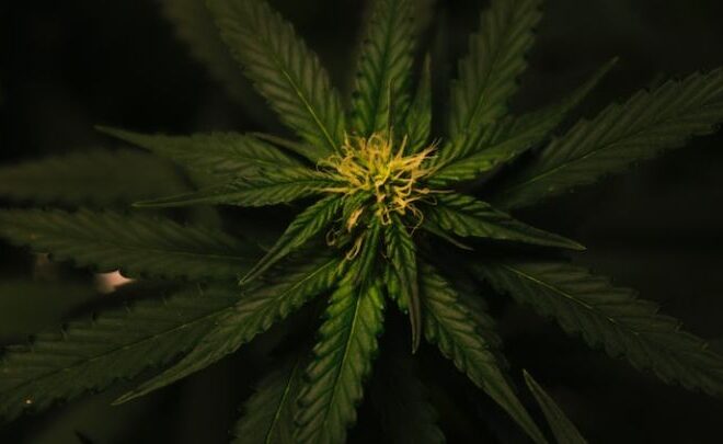 How Cannabis Can Help Manage Stress