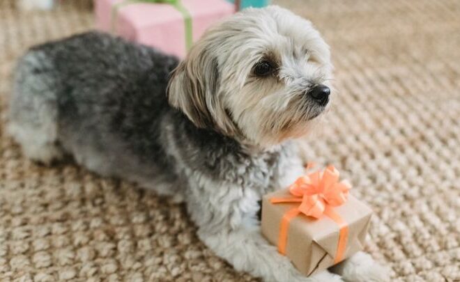 10 Best Gifts Ideas For Passionate Dog Lover