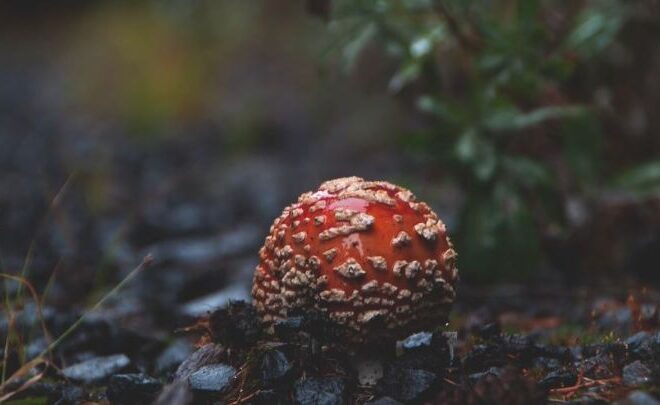Amanita Muscaria: What Is It And How Can It Help?