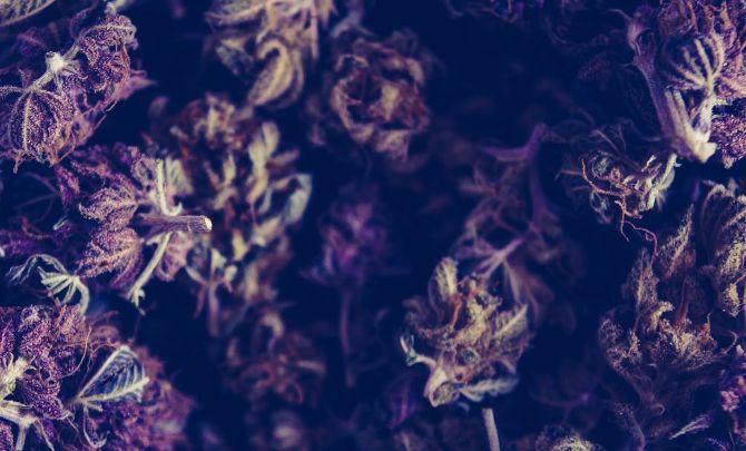 Cannabis