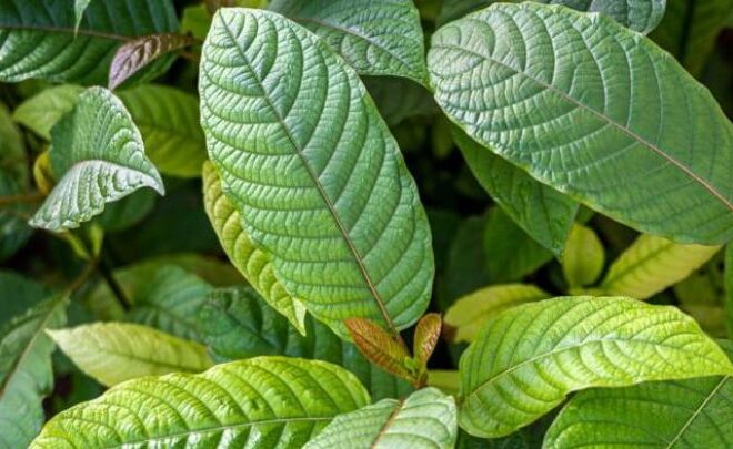 Decoding Kratom: A Lifestyle Guide to Understanding Its Uses and Effects