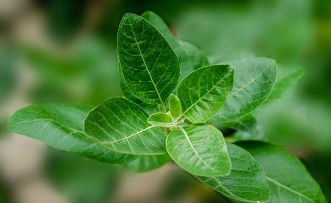 Can Ashwagandha Help You Achieve a Healthier and More Balanced Lifestyle?