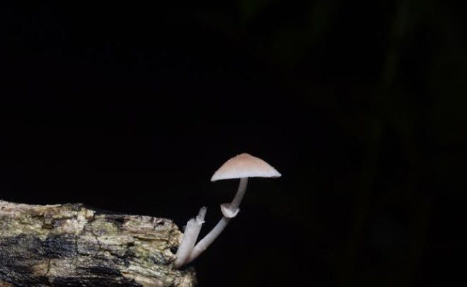 How Long Do Shrooms Take To Hit Your System?