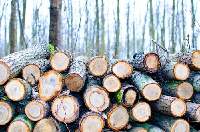 Timber1
