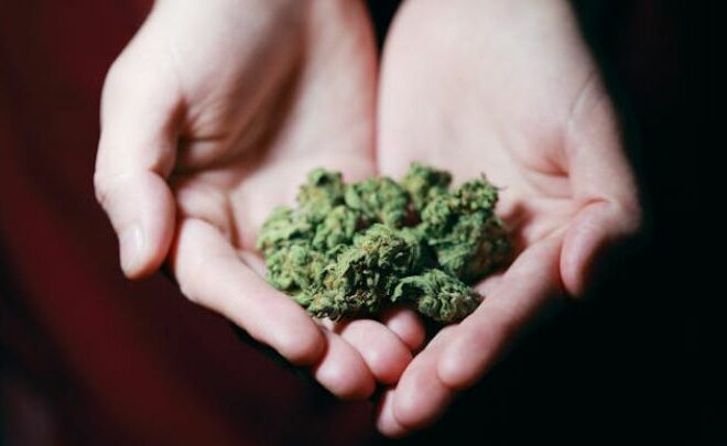 How Does THCa Flower Help You Feel Calm and Rested?