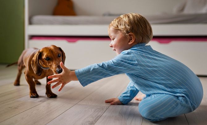 Dog Bites Your Child