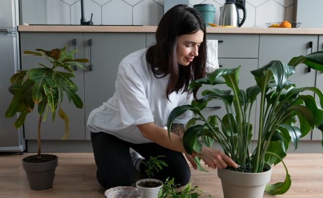 Creative Ways to Maintain Healthy Trees at Home