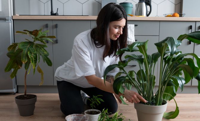 Healthy Trees at Home