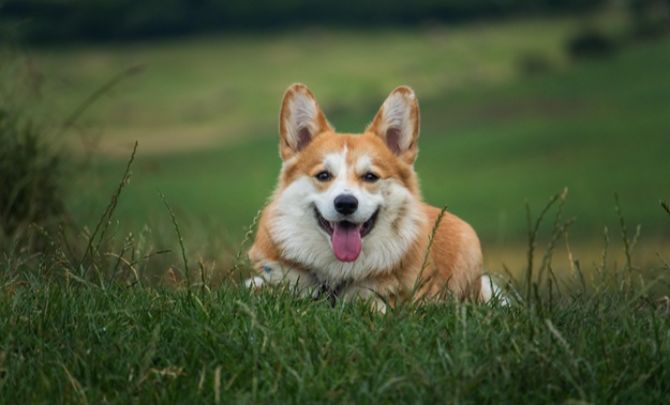 Dog's Paw